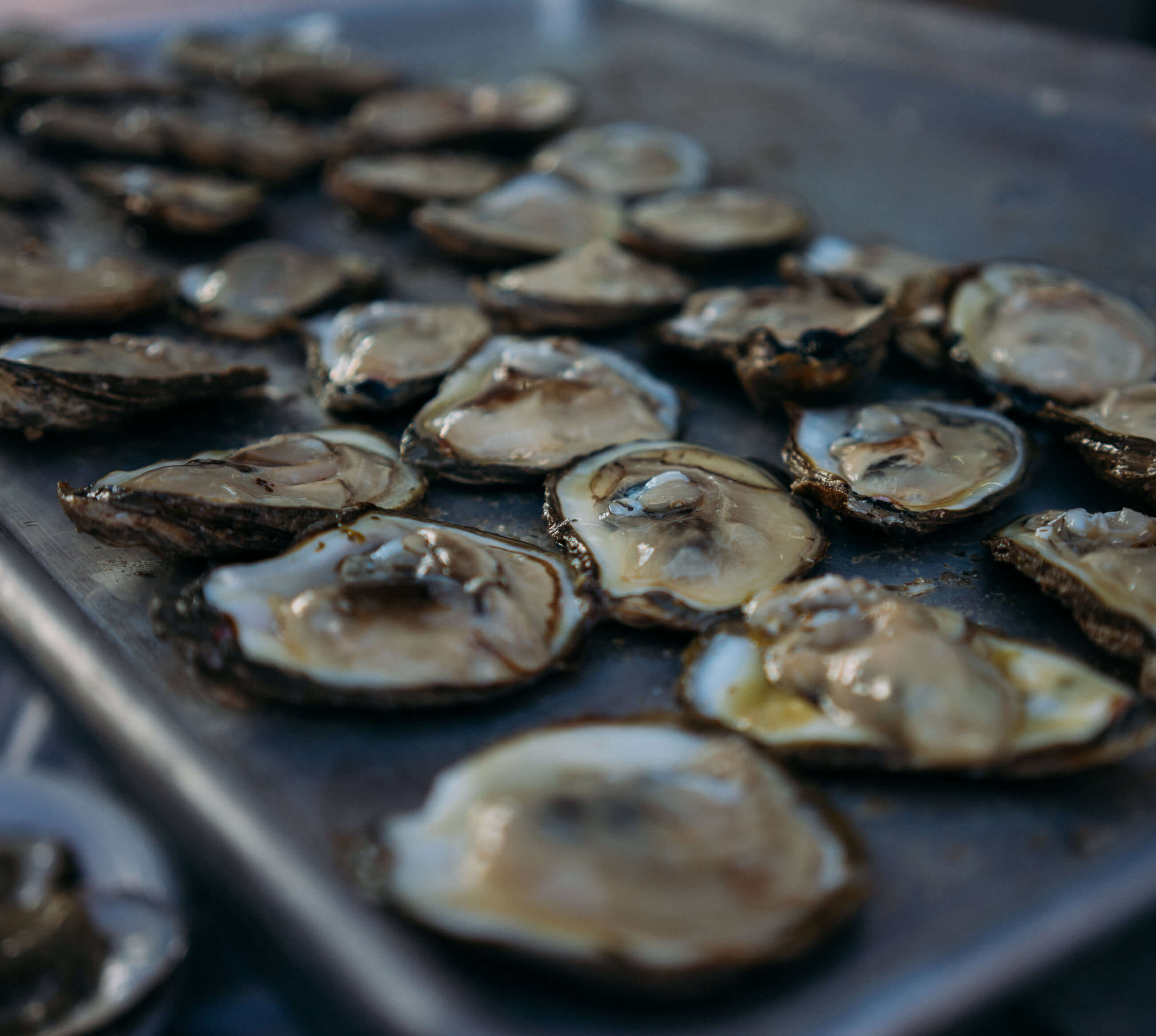 raw oysters on a tray